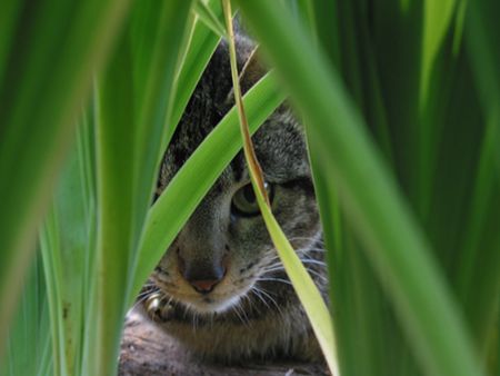 Cat hiding